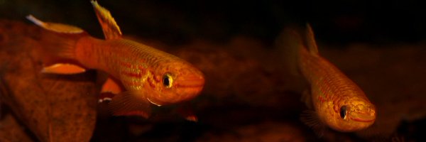 ADirectrory Profile Banner