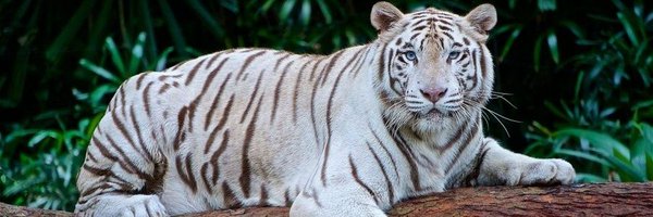 DestraGatinha Profile Banner