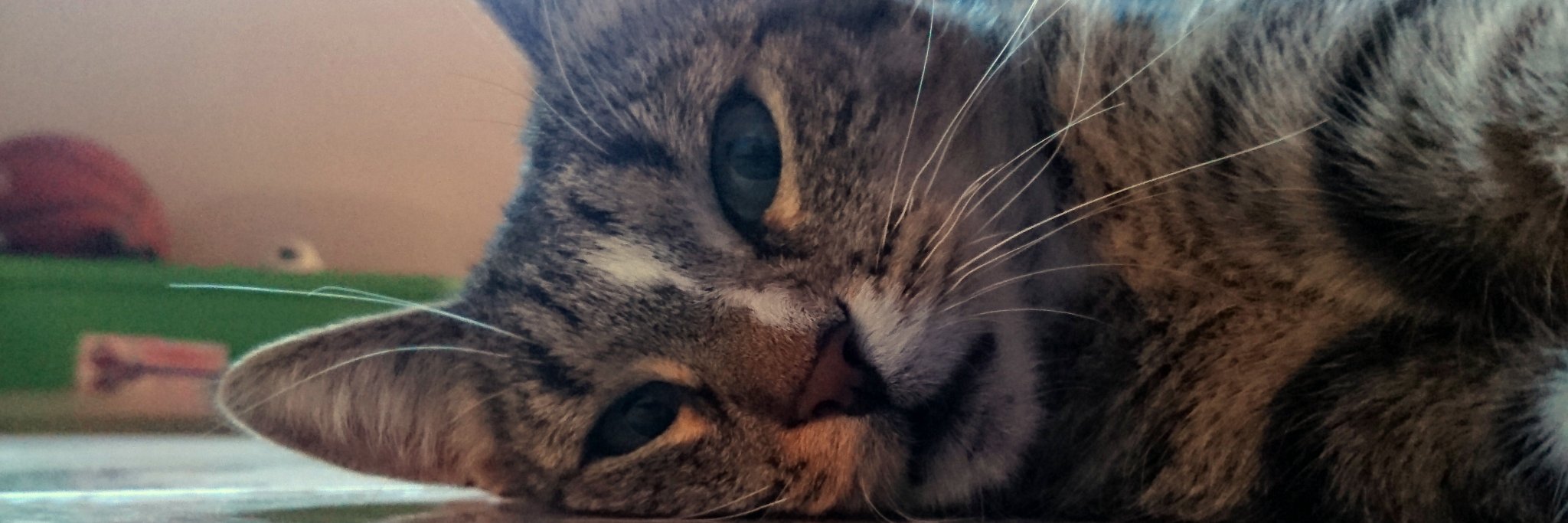 Liocorzo12's profile banner image