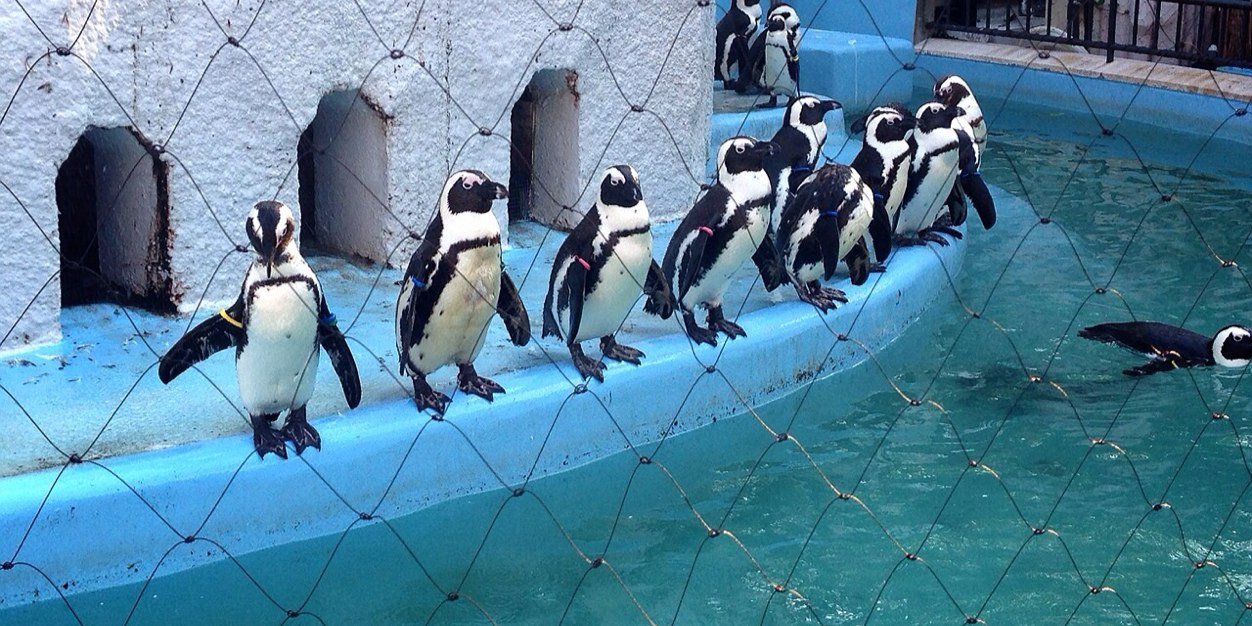 踊らないkcr banner