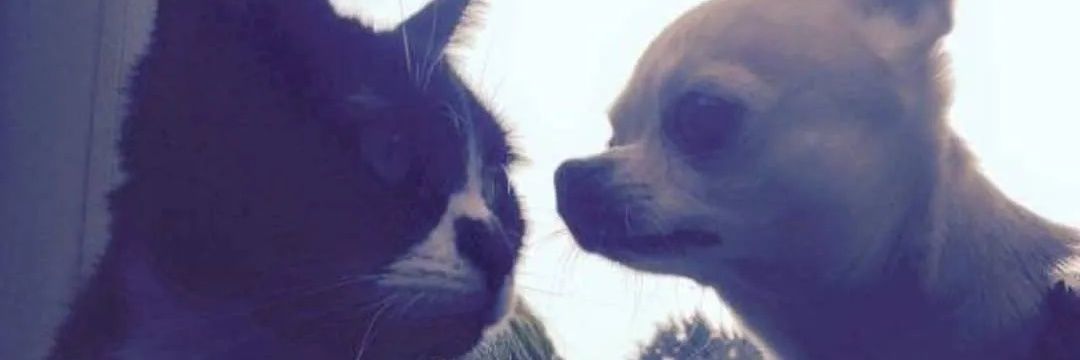 amyplayer88's profile banner image