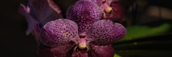 TK21979 Profile Banner