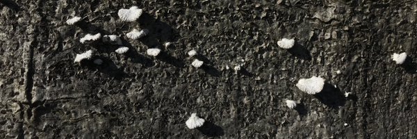 thorvanheesch Profile Banner