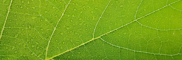 uq_saps Profile Banner