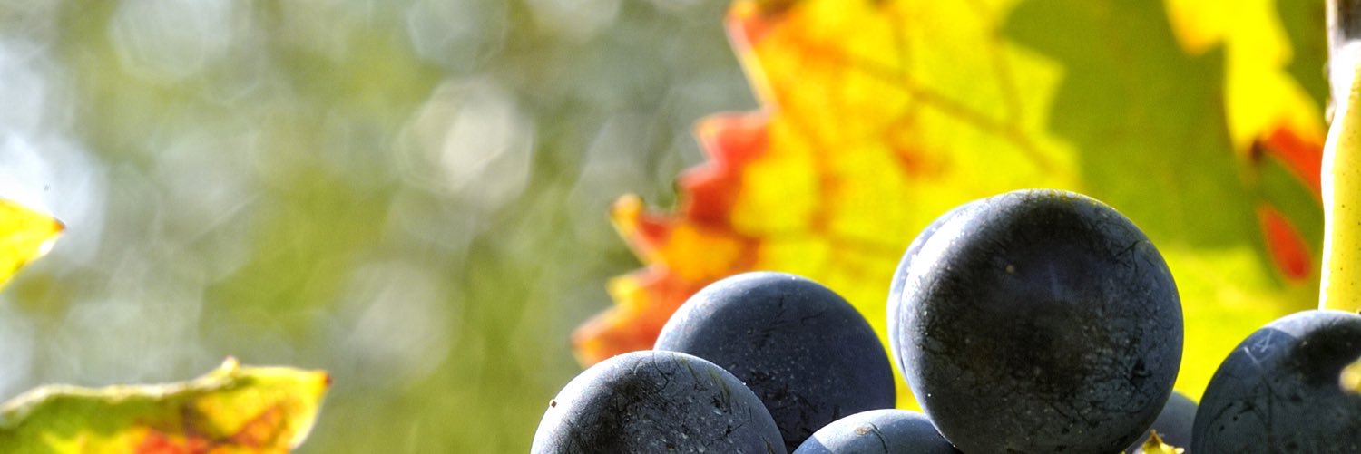 SannioDOP's profile banner image