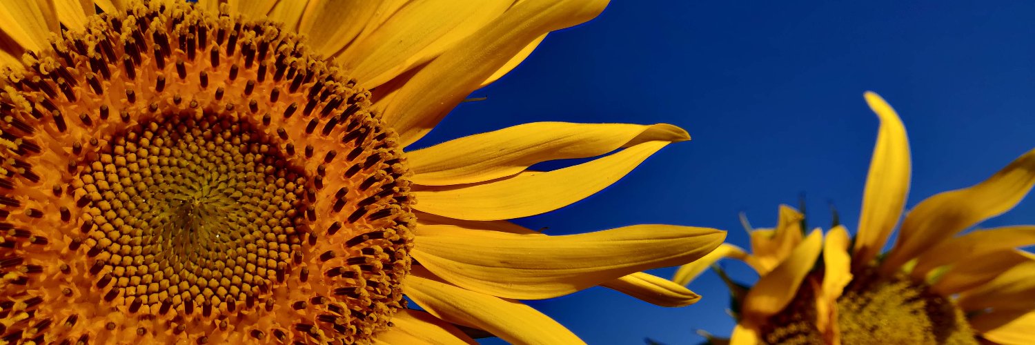 Simone Cortesi banner