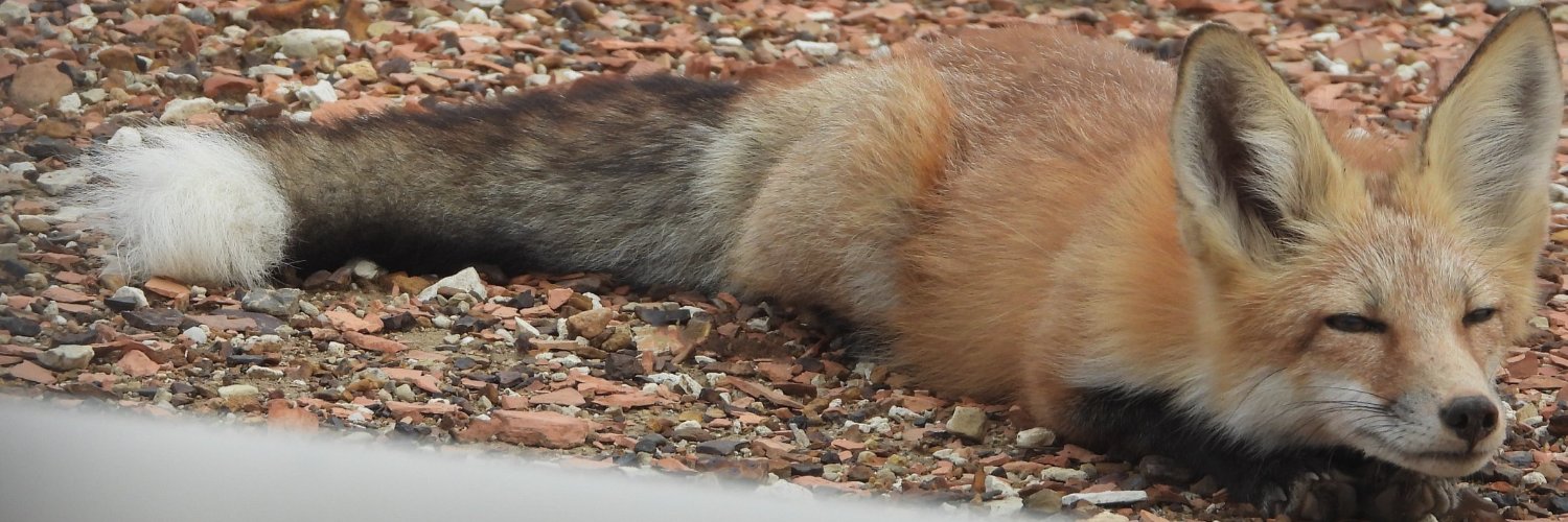 Lucas7yoshi.com banner