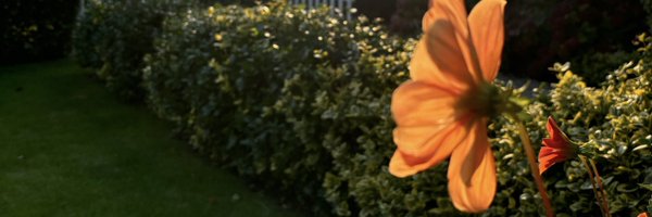 robertpijkeren Profile Banner