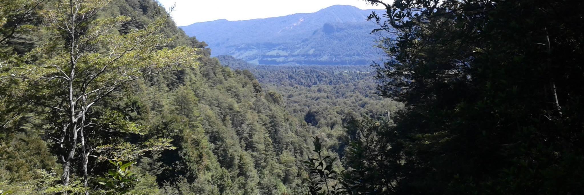 Angelica Montiel K banner