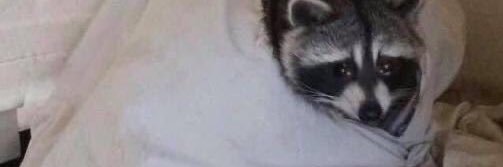 theo banner