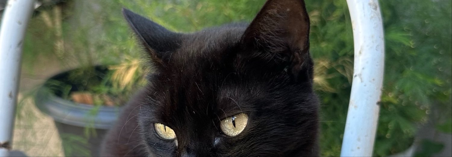 annechvtt's profile banner image