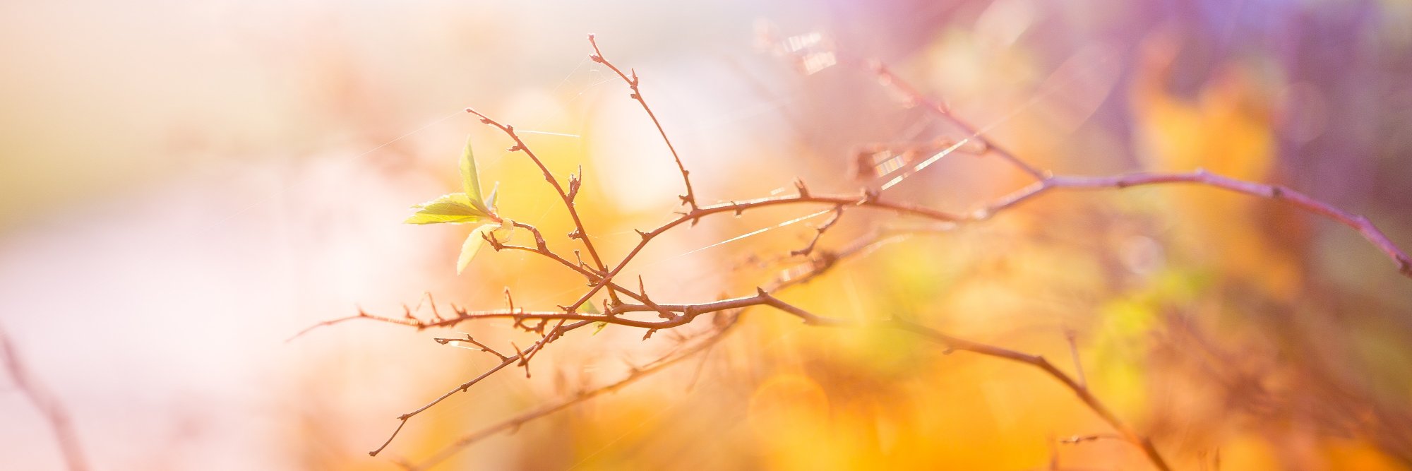 ChristianeWa's profile banner image