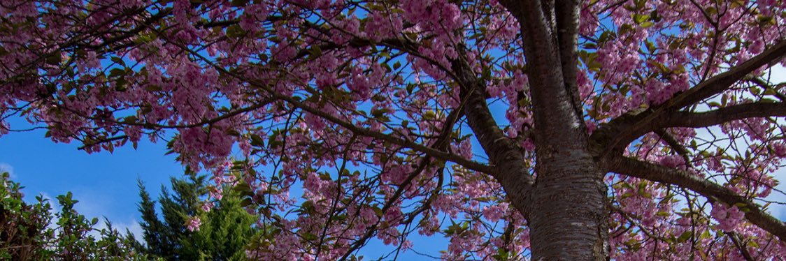itsurgirlap's profile banner image