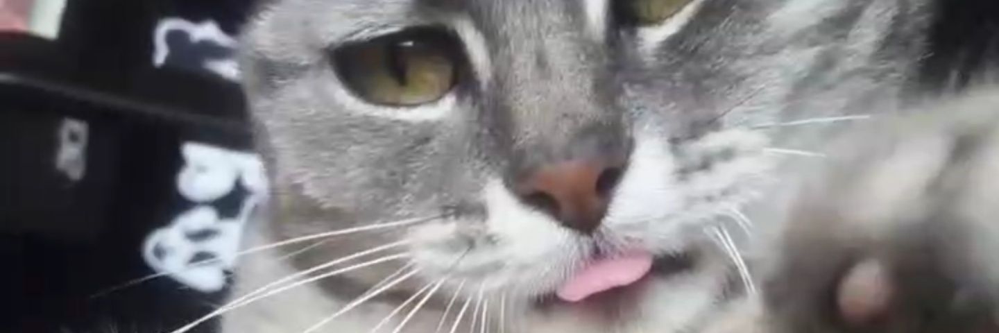 ConstanceSV's profile banner image