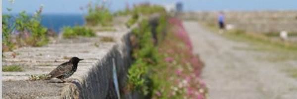 NovelEco Profile Banner