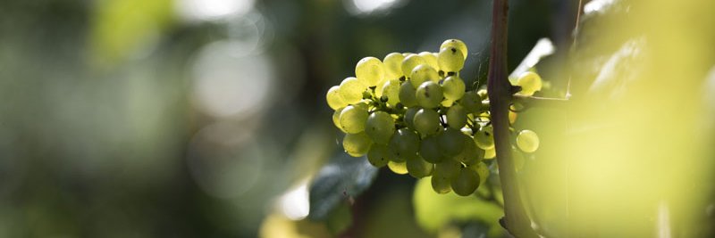 All Angels Vineyard banner