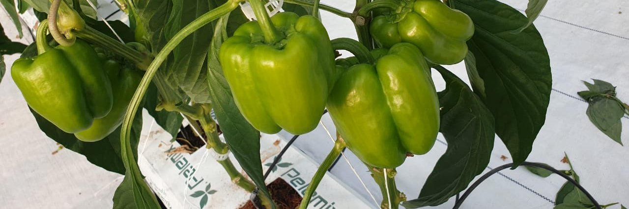 Pelemix Spain banner