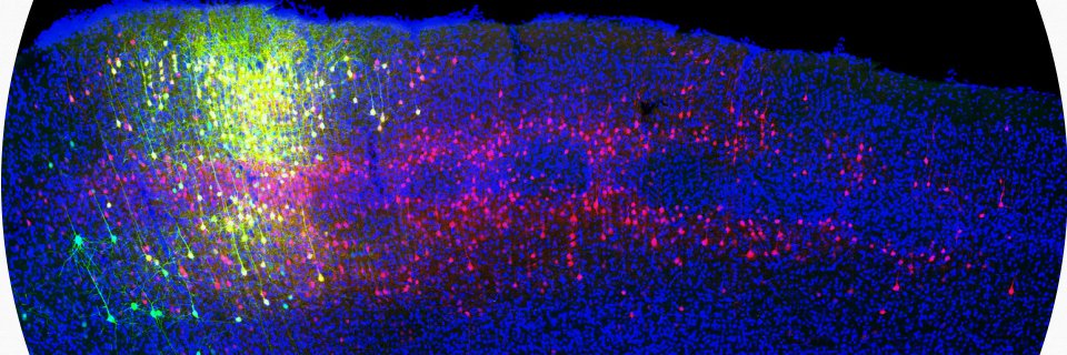 Chen-Lab @ BU banner