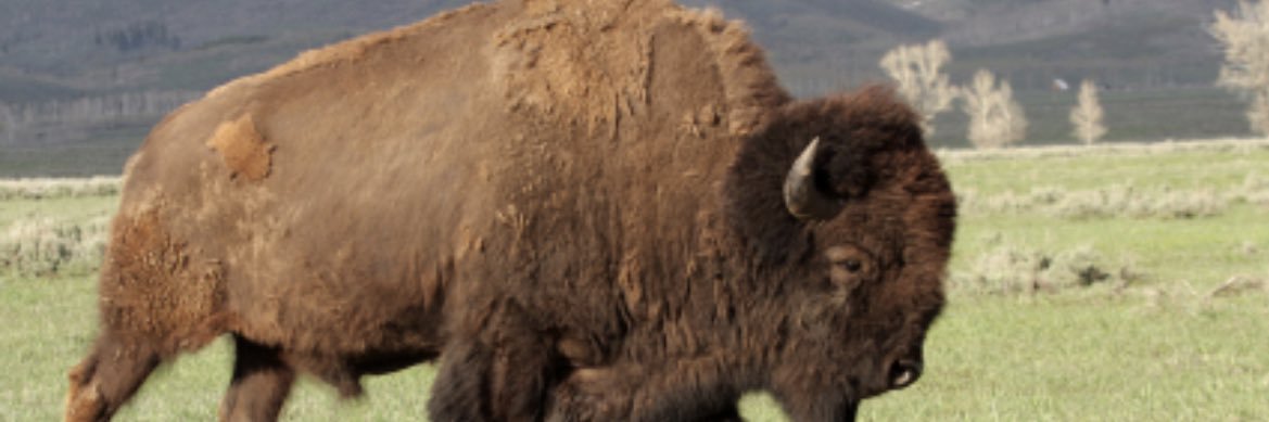 Bryce Starlin banner