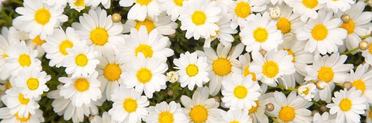 V  l e 🤍🩶🖤 banner