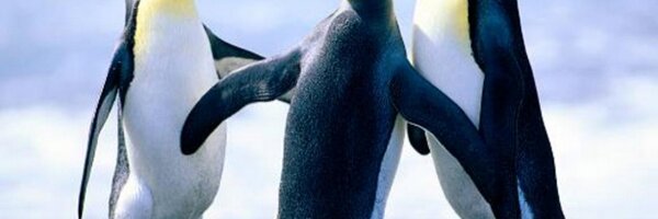 vikingbutcher Profile Banner