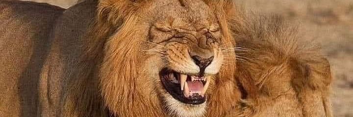جہان زیب جمال 💀👇🧠 banner