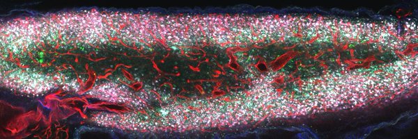 JoelSpencerLab Profile Banner