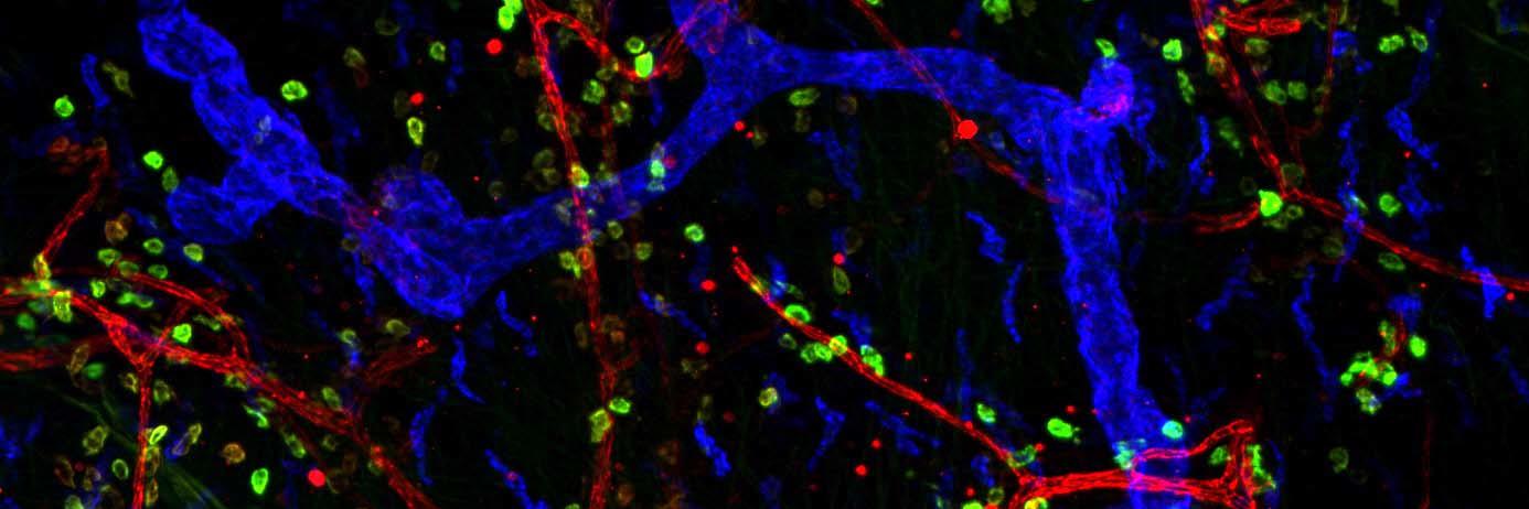 Muzlifah Haniffa banner