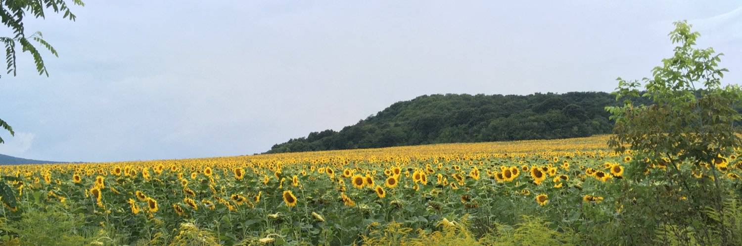 smzsofi's profile banner image