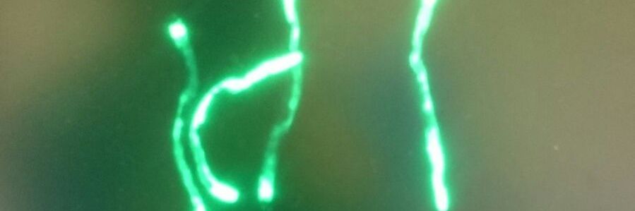 Dr. Asya Martirosyan banner