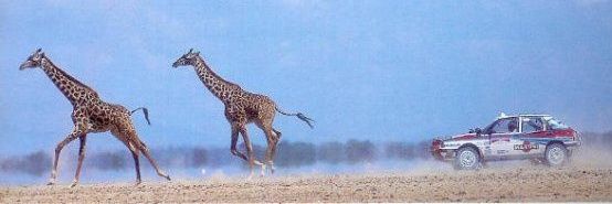 Padd🇪🇸🏁 banner