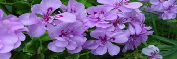 MentorRec Profile Banner