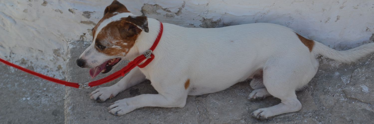 pepper4961's profile banner image
