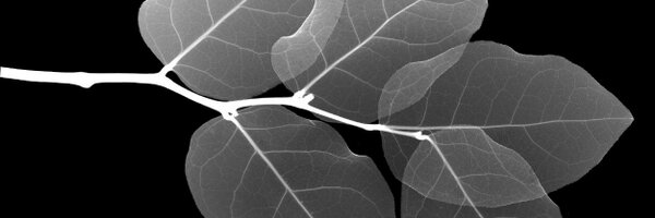 BenitoAwkwardia Profile Banner