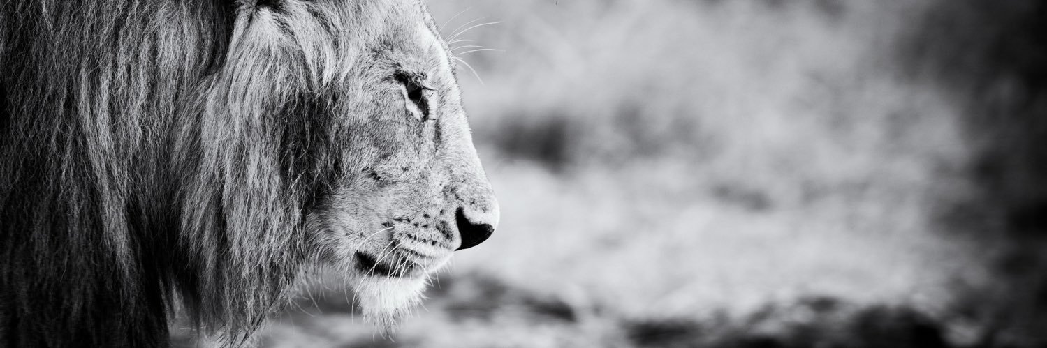 TsrEstelle's profile banner image