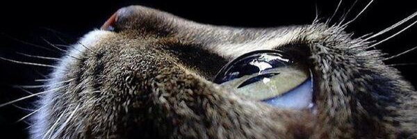 johnnycanadas's profile banner image