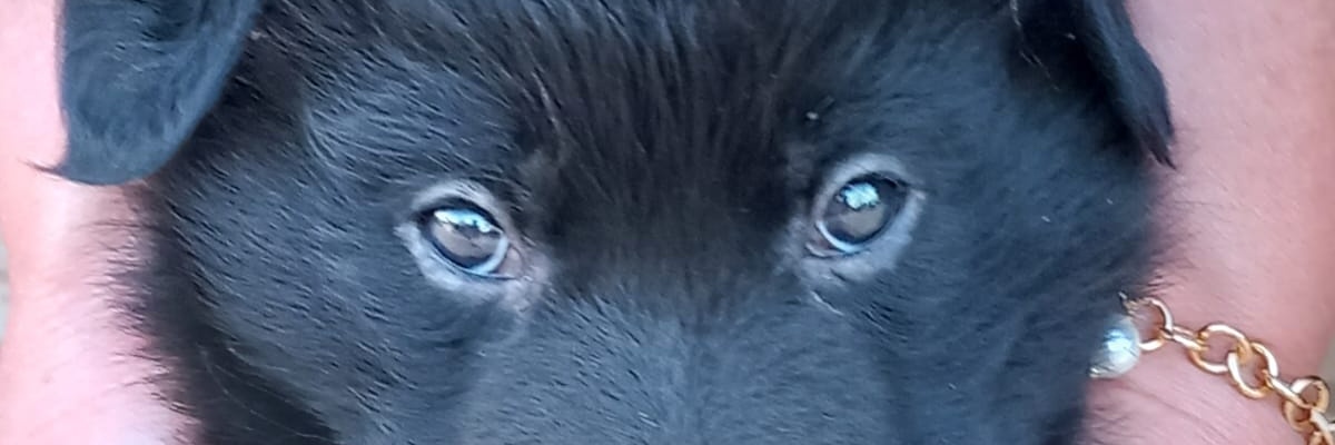 rossanadibenede's profile banner image