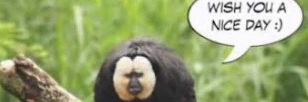 Ape’s Mind banner