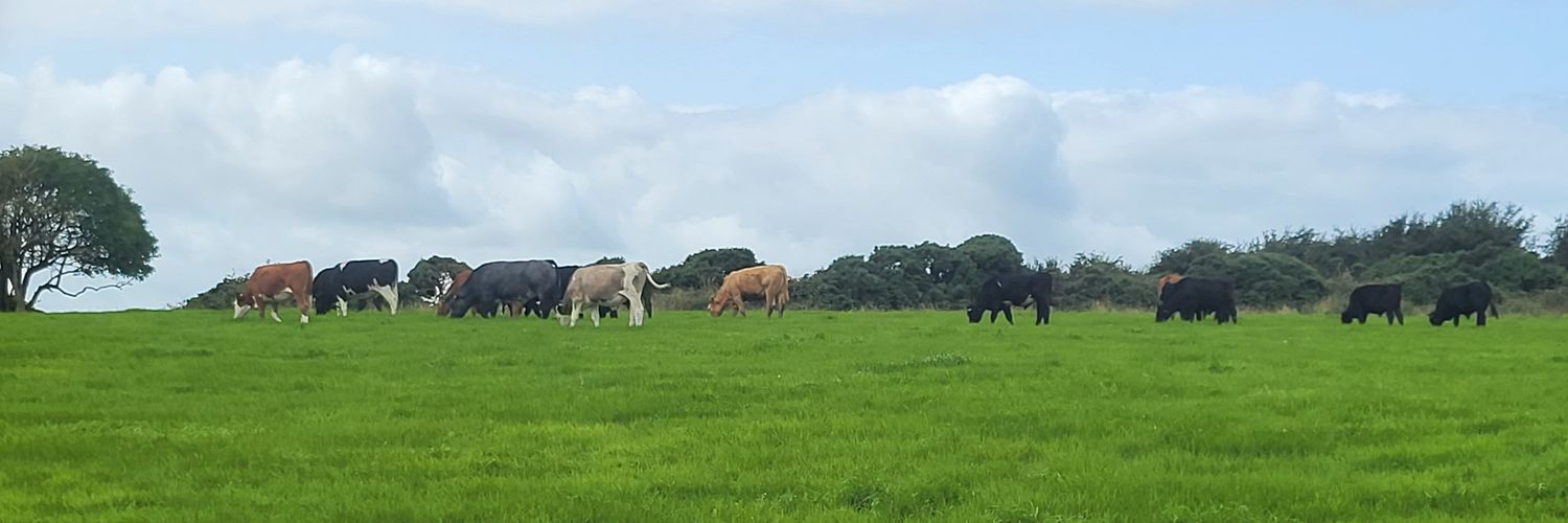 Liam de Lása banner