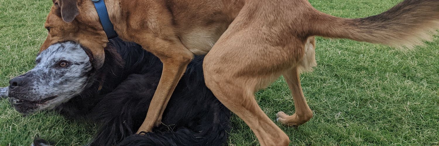 tallymatty's profile banner image
