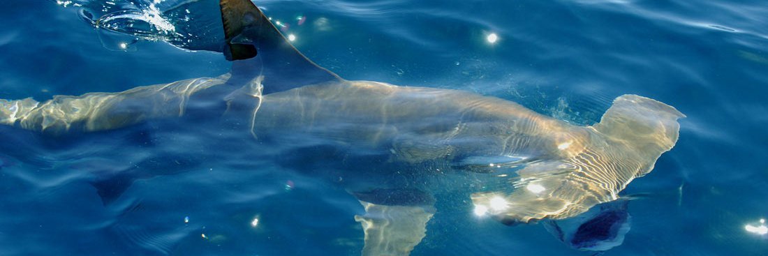 TAMUG Shark Biology and Fisheries Science Lab banner