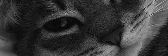 nighuster's profile banner image