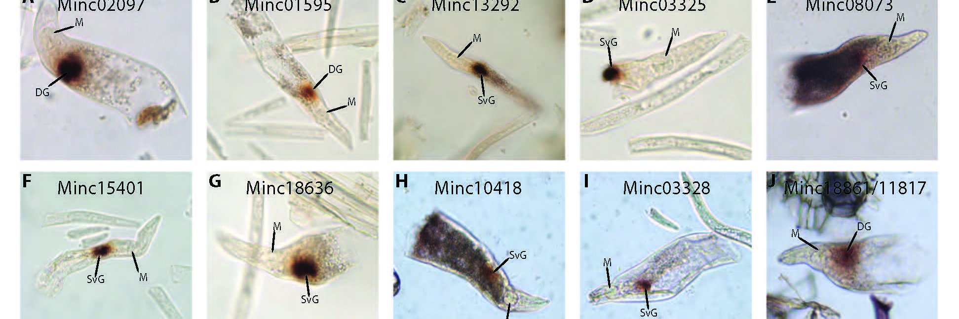 William Rutter banner