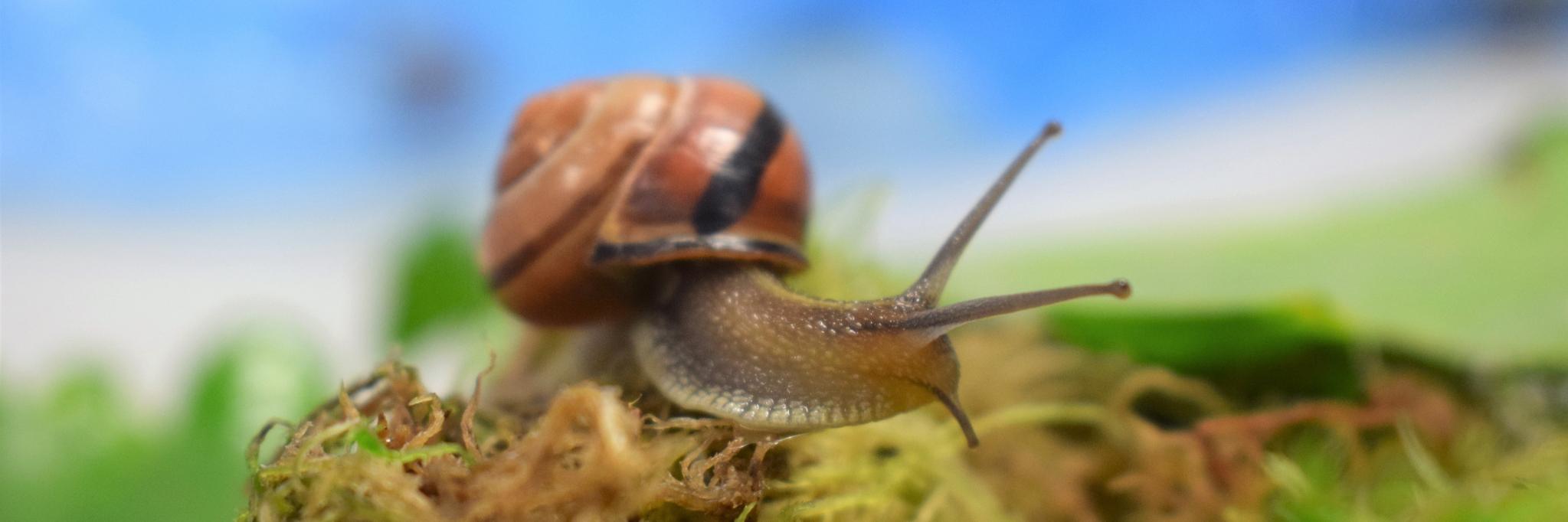 Hannah Jackson banner