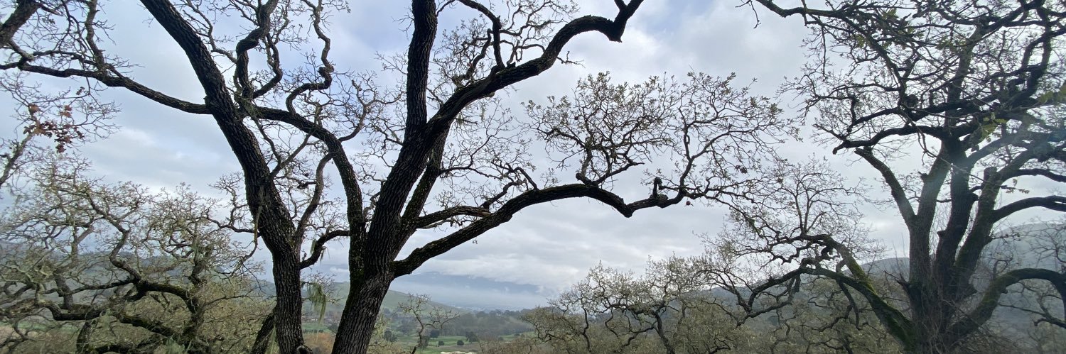 armandosinger's profile banner image