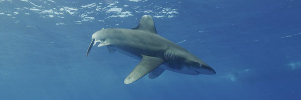 SharkSprinkles Profile Banner