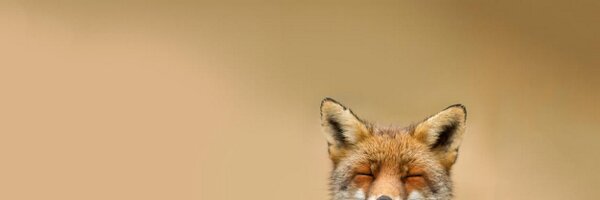 yaahc_ Profile Banner