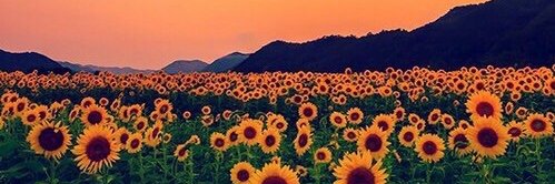 LuAlvaLu's profile banner image