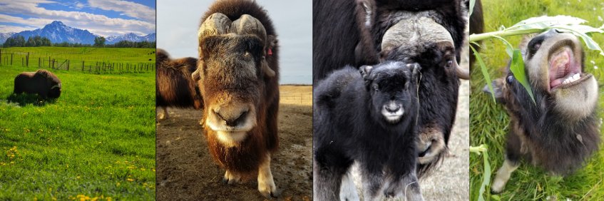 MuskOxFarm's profile banner image