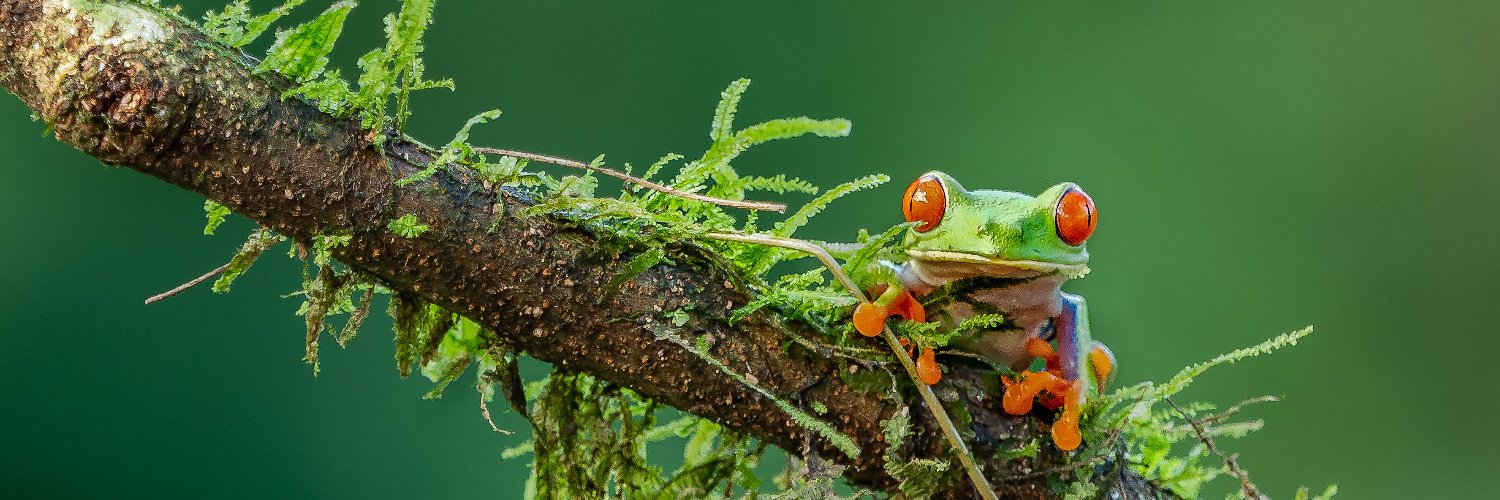 AIDA Americas banner